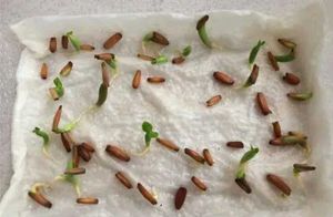 Seeds Of Adenium Plant Pink Colour