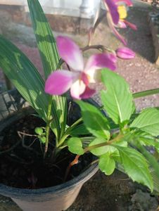 Pink Ground Orchid