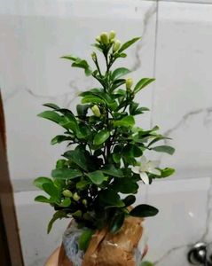 Madhu Kamini Plant in indoor or outdoor both