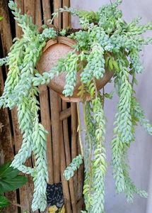 Donkey Tail