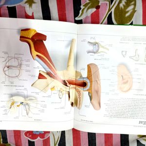 Dictionary Visual Everything In This Pedia I