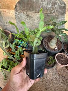 Christmas Cactus