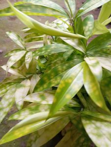 Artificial Plant