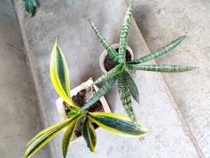 Sansevierias Combo