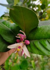 Myrrh lemon plant (gondhoraj lebu)