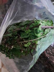 MINT LEAVES