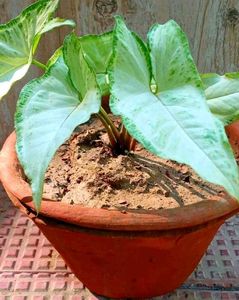 Combo PLANTS
