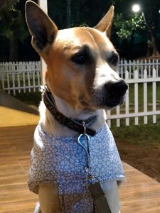 Dog Sweater
