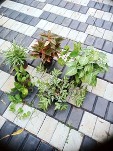 5 Live Root Plants