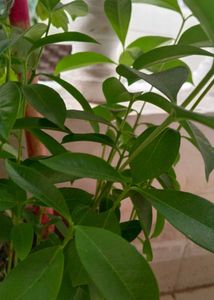5 Jamun Plants