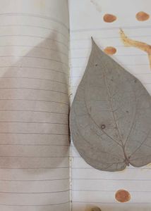 48 yrs old paan leaf