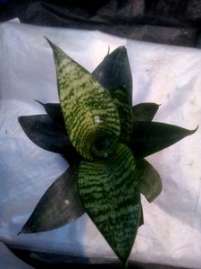 Snape Plant 3pic