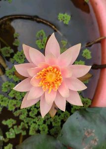 Watet lily Plant