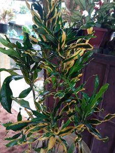 Croton Plant