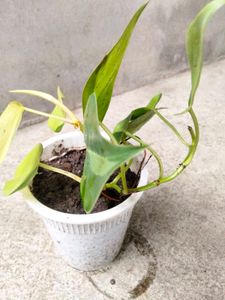 Available (Varities Of Pothos Combo)