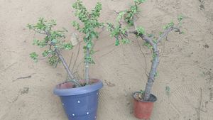 Bonsai Jate Plants Healthy Any One Item Delivered