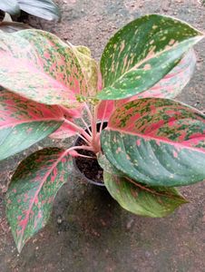 Aglaonema Plant