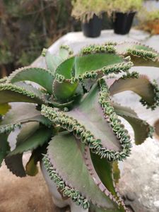 Baby plants &#34;Mother Of million&#34;