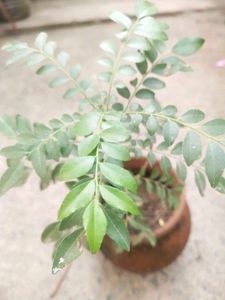 Healthy Curry Leaves Plant With Root