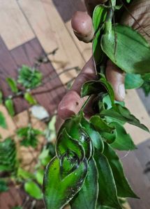 Basket Plant Cuttings - Set Of 5