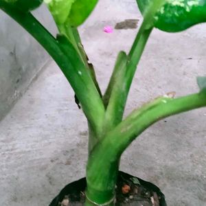 Indoor N Outdoor Plants Combo Offer