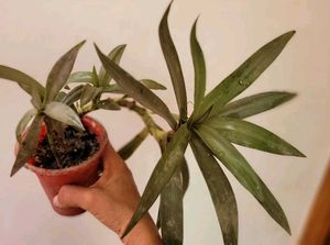 Set 2  Money Plant &amp; Mose In The Cardle Plan