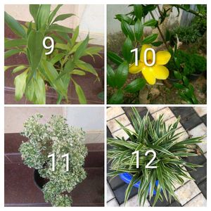 you can select 10 Live Root plants