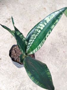Sansevierias Air Purifying Plants