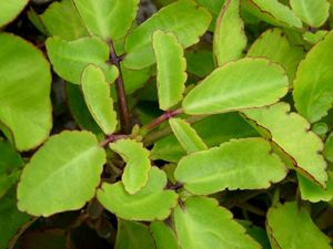 Patharchata Baby Plant Kidney Stones(fem)remover