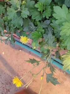 Yellow Chamunthi Plants