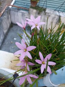 Combo Of Any 4 Plants