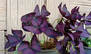 Oxalis triangularis,Christmas Cactus