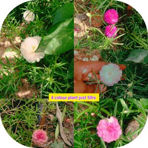 Four-Color Portulaca Plant