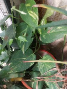 Money Plant Cutting For Sell