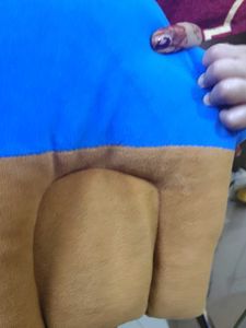 Soft Plush Toy