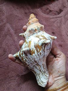Beautiful Conch Shell