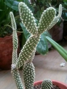 Cactuses Combo 5 in 1