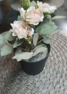 Flower Pots