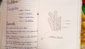 Biology Practical File Class 11 Cbse Board Chgs School