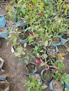 1 Chili Plant