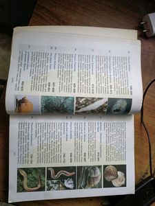 Invertebrate Zoology By EL JORDAN AND PS VERMA