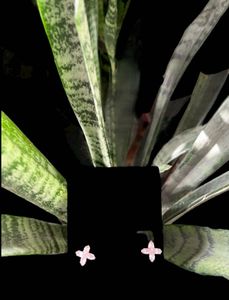 Pink Flower Earrings