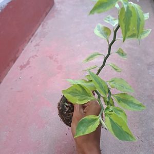 Pedilanthus Tithymaloides Rooted Plant