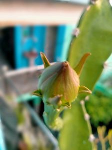 Fairy Castle Cactus