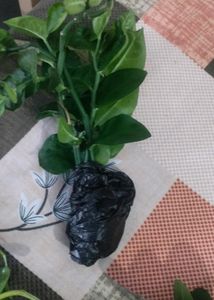 Naag Don Plant Cuttings
