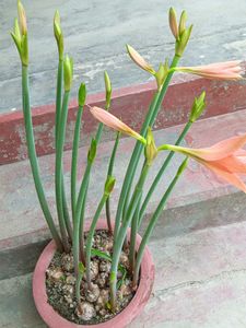Three Lily Bulbs