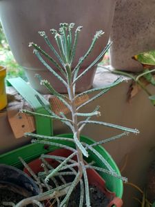 Rooted Small Kalanchoe Delagoensis (Mother of mill