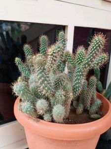 Cactus Plants