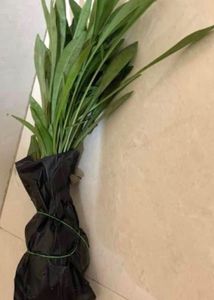 flowering  plants 3 combo