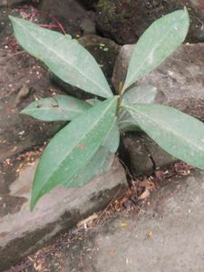 Combo Of 2  Curry Leaves Or Jamun Plant